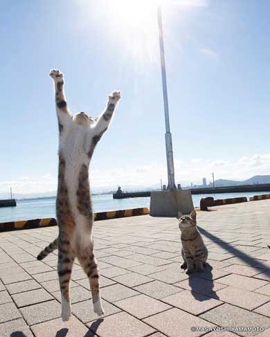 大気を操る 猫 見守る師匠 野良猫 立ち猫 立体化 フィギュア めーちっさい