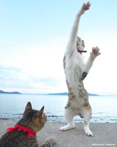 大気を操る 猫 見守る師匠 野良猫 立ち猫 立体化 フィギュア めーちっさい