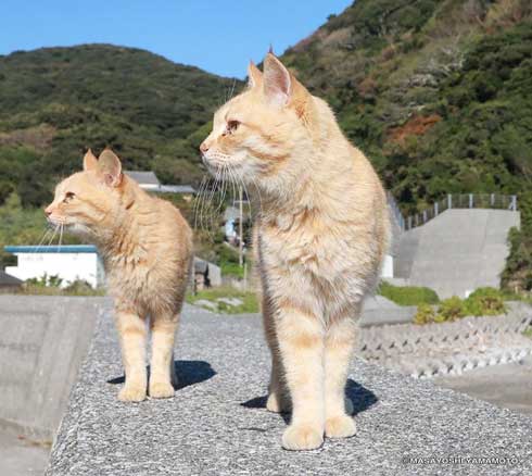 大気を操る 猫 見守る師匠 野良猫 立ち猫 立体化 フィギュア めーちっさい
