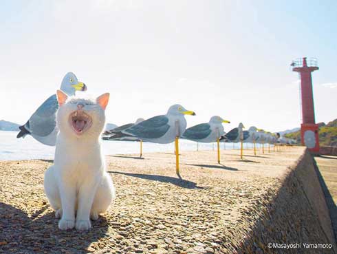 大気を操る 猫 見守る師匠 野良猫 立ち猫 立体化 フィギュア めーちっさい