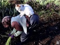 おばあちゃん子な猫ちゃん　おばあちゃんの背中に乗って一緒に苗植えする動画がほっこりの極み