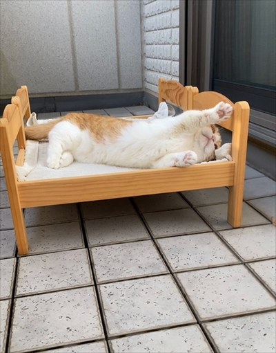 茶太郎きなこの短足日記