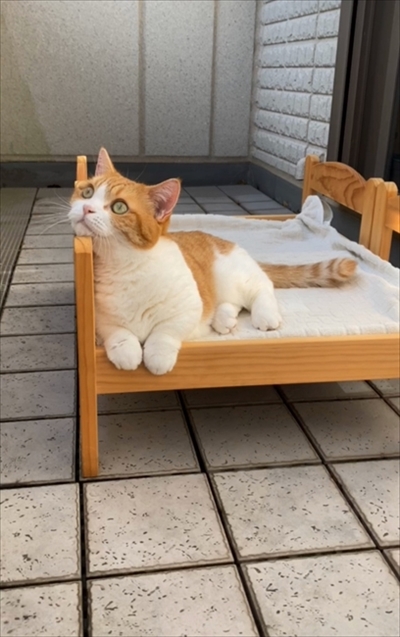 茶太郎きなこの短足日記