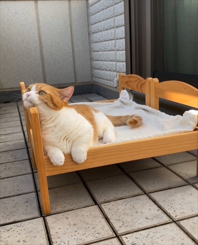 茶太郎きなこの短足日記