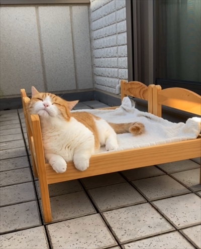 茶太郎きなこの短足日記