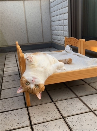 茶太郎きなこの短足日記