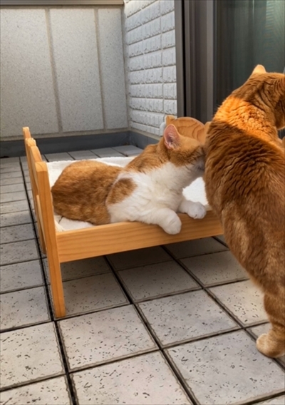 茶太郎きなこの短足日記