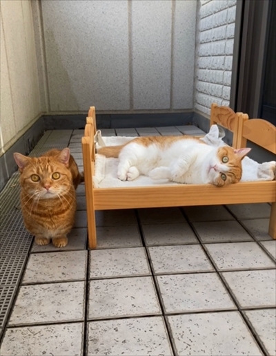 茶太郎きなこの短足日記