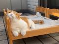 「気持ちよすぎるニャ」　ベランダのベッドでくつろぐ猫ちゃんが幸せそうでほっこりする