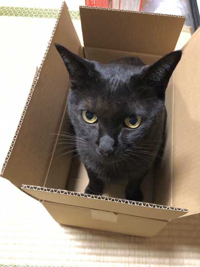 黒猫ろんと暮らしたら AKR 漫画 単行本 ろんの絵日記 猫 かわいい