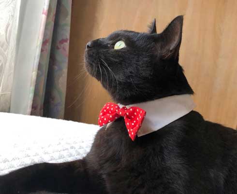 黒猫ろんと暮らしたら AKR 漫画 単行本 ろんの絵日記 猫 かわいい