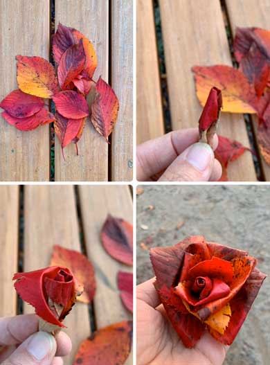 桜 イチョウ 落ち葉 作る バラ 薔薇 シダーローズ 草花あそび研究所 inori