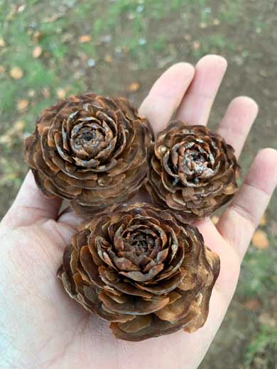 桜 イチョウ 落ち葉 作る バラ 薔薇 シダーローズ 草花あそび研究所 inori