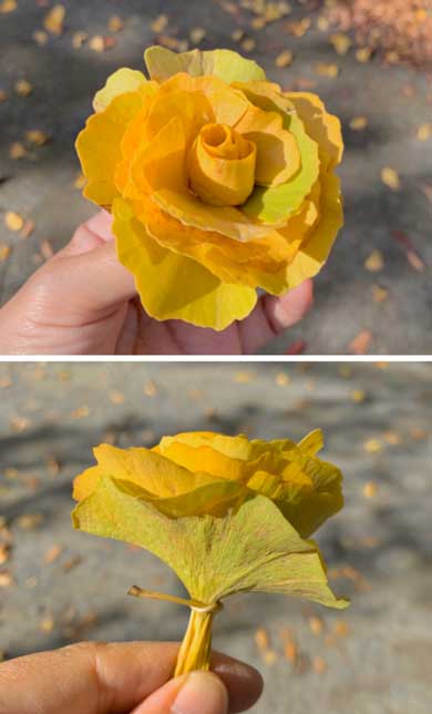 桜 イチョウ 落ち葉 作る バラ 薔薇 シダーローズ 草花あそび研究所 inori