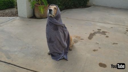 絶妙な表情のわんこ