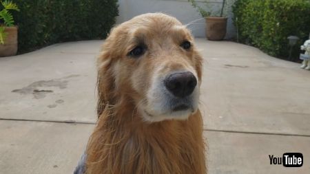 絶妙な表情のわんこ