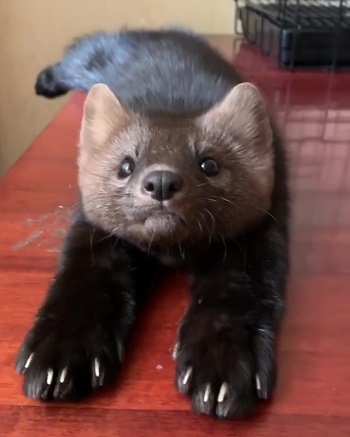 アクビノビノビクロテン