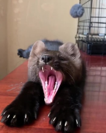 アクビノビノビクロテン