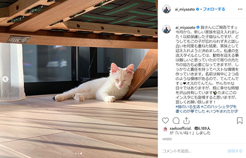 宮里藍 新しい家族 保護猫