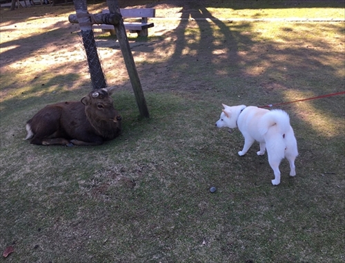 白柴『きなこ』のお気楽ブログ