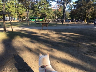 白柴『きなこ』のお気楽ブログ