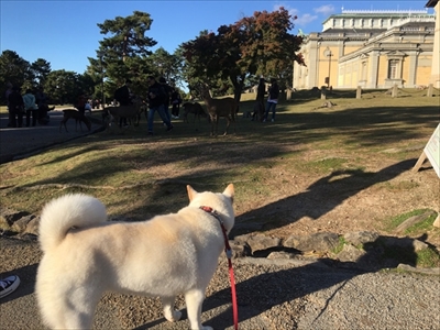 白柴『きなこ』のお気楽ブログ