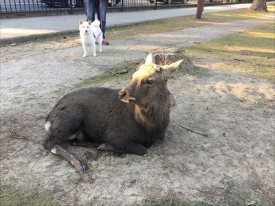 白柴『きなこ』のお気楽ブログ