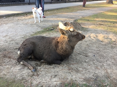 白柴『きなこ』のお気楽ブログ