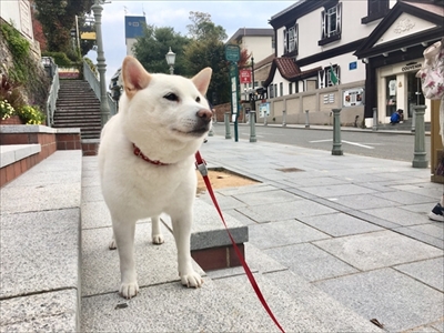 白柴『きなこ』のお気楽ブログ