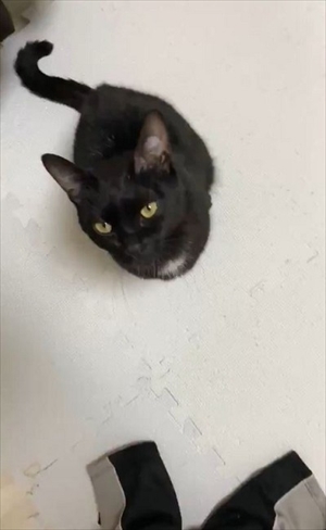 立ち上がって甘える猫ちゃん