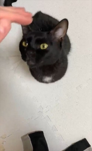 立ち上がって甘える猫ちゃん