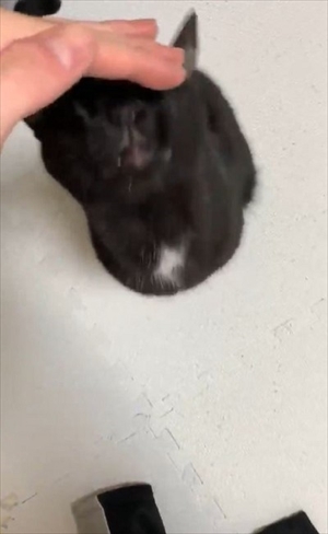 立ち上がって甘える猫ちゃん