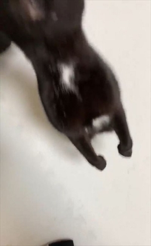 立ち上がって甘える猫ちゃん