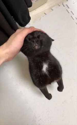 立ち上がって甘える猫ちゃん