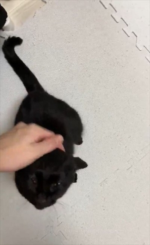 立ち上がって甘える猫ちゃん
