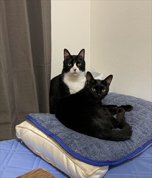 立ち上がって甘える猫ちゃん