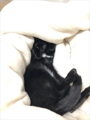 立ち上がって甘える猫ちゃん