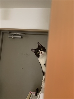 立ち上がって甘える猫ちゃん