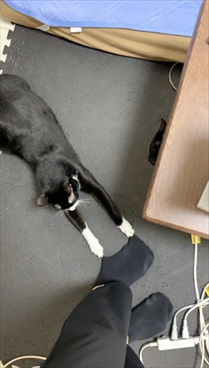 立ち上がって甘える猫ちゃん