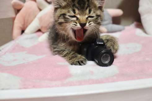 おもちゃ カプセルトイ ミニチュア カメラ 子猫 EOS Kiss M キヤノン Canon