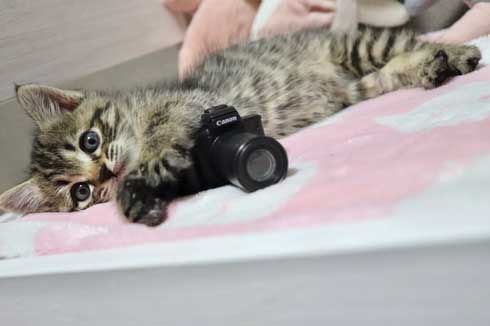 おもちゃ カプセルトイ ミニチュア カメラ 子猫 EOS Kiss M キヤノン Canon