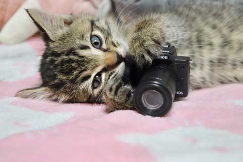 カメラねこ