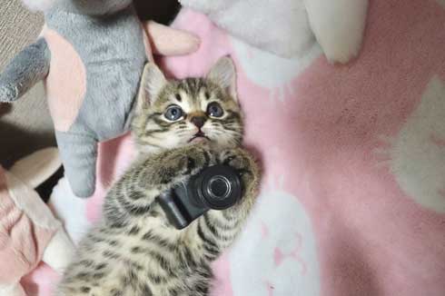 おもちゃ カプセルトイ ミニチュア カメラ 子猫 EOS Kiss M キヤノン Canon