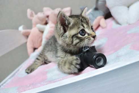おもちゃ カプセルトイ ミニチュア カメラ 子猫 EOS Kiss M キヤノン Canon