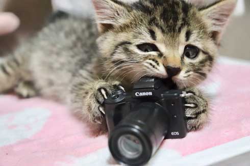 おもちゃ カプセルトイ ミニチュア カメラ 子猫 EOS Kiss M キヤノン Canon