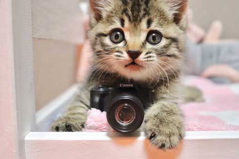 おもちゃ カプセルトイ ミニチュア カメラ 子猫 EOS Kiss M キヤノン Canon