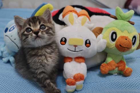 おもちゃ カプセルトイ ミニチュア カメラ 子猫 EOS Kiss M キヤノン Canon