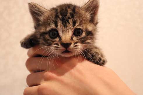 おもちゃ カプセルトイ ミニチュア カメラ 子猫 EOS Kiss M キヤノン Canon