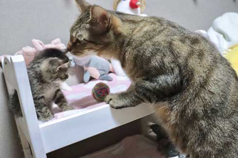 おもちゃ カプセルトイ ミニチュア カメラ 子猫 EOS Kiss M キヤノン Canon