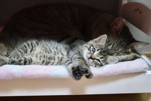 おもちゃ カプセルトイ ミニチュア カメラ 子猫 EOS Kiss M キヤノン Canon